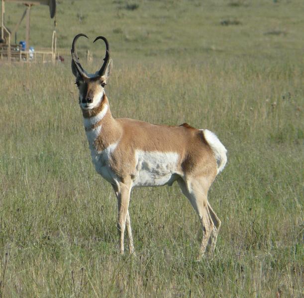 prong-horn antelope