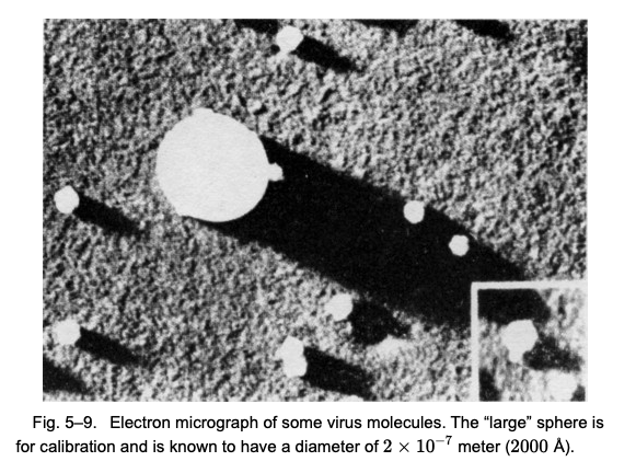 Fig. 5–9. 电子显微镜下的病毒细胞。其中“较大”些的球状物是对照物，其直径是 2 x 10 <sup>-7</sup> 米